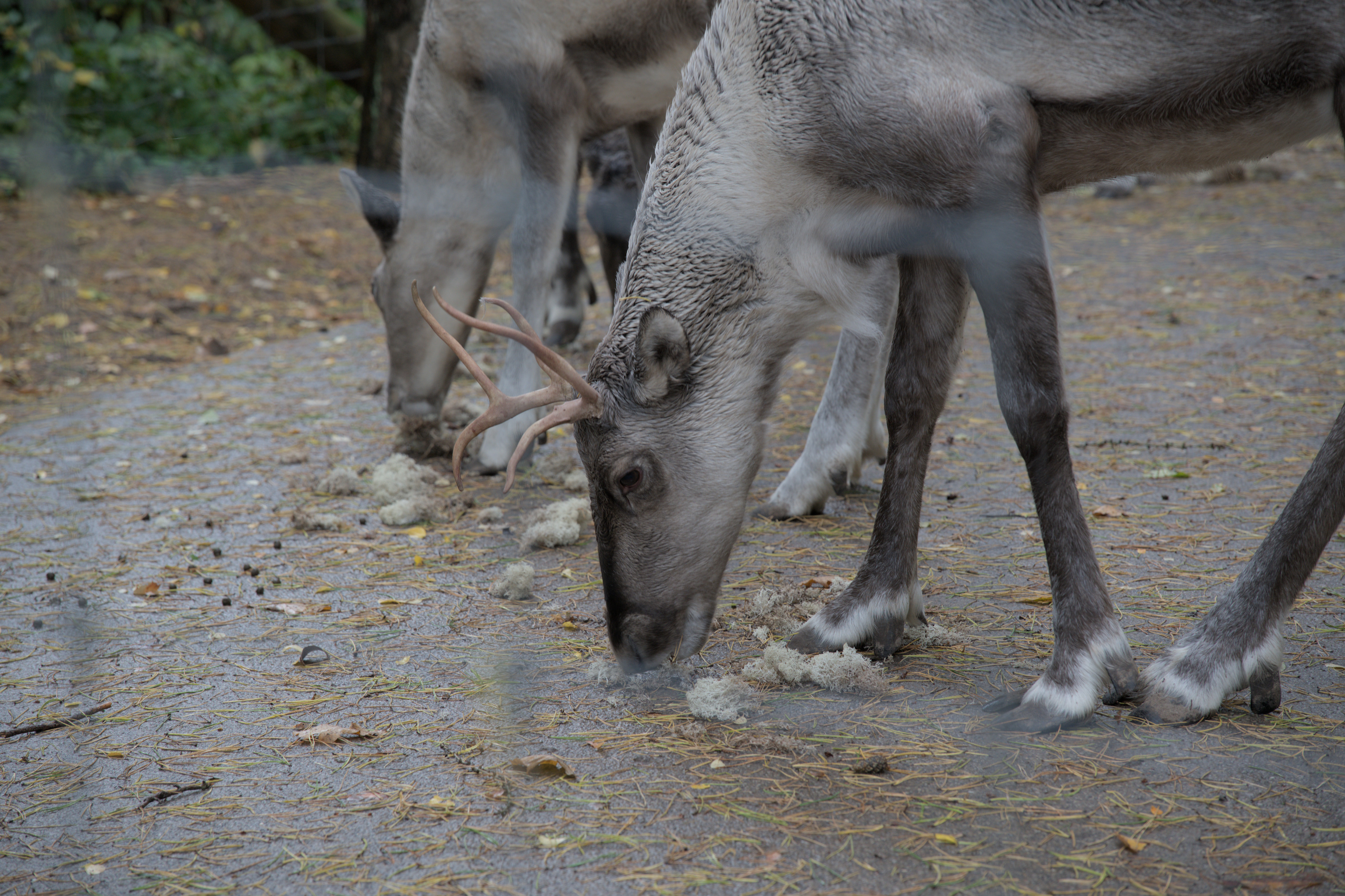 2025/10/12 - zoo/DSC_0080.jpg
